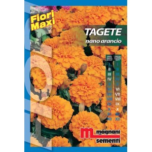 Confezione di semi di Tagete 'Nano Arancio' per fiori arancioni.