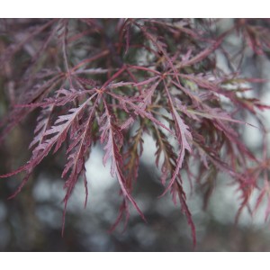 Primo piano dell'Acero t.b.t. con foglie delicate e colorate di rosso.