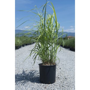 Erba verde di Miscanto in vaso. Erba ornamentale per giardino e balcone.