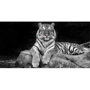 Quadri in bianco e nero: Tigre che riposa su una roccia.