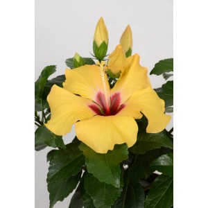 Ibisco rosa cinese giallo HibisQs in vaso, Hibiscus Rosa-Sinensis, con foglie verdi e boccioli.