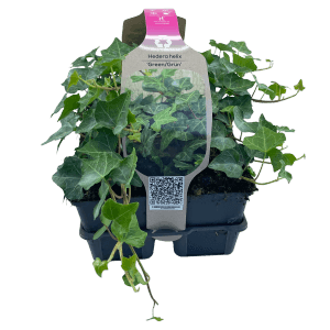 Confezione da 6 di edera verde (Hedera helix) in vaso, ideale come copertura del suolo o per pareti verdi.
