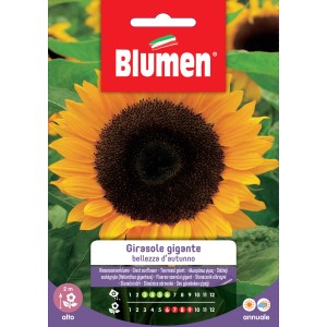 Sementi di girasole 'Girasole gigante' per fiori colorati.