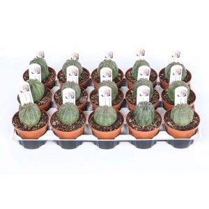 Molte piccole piante grasse t.b.t. verdi in vasi marroni su un vassoio.