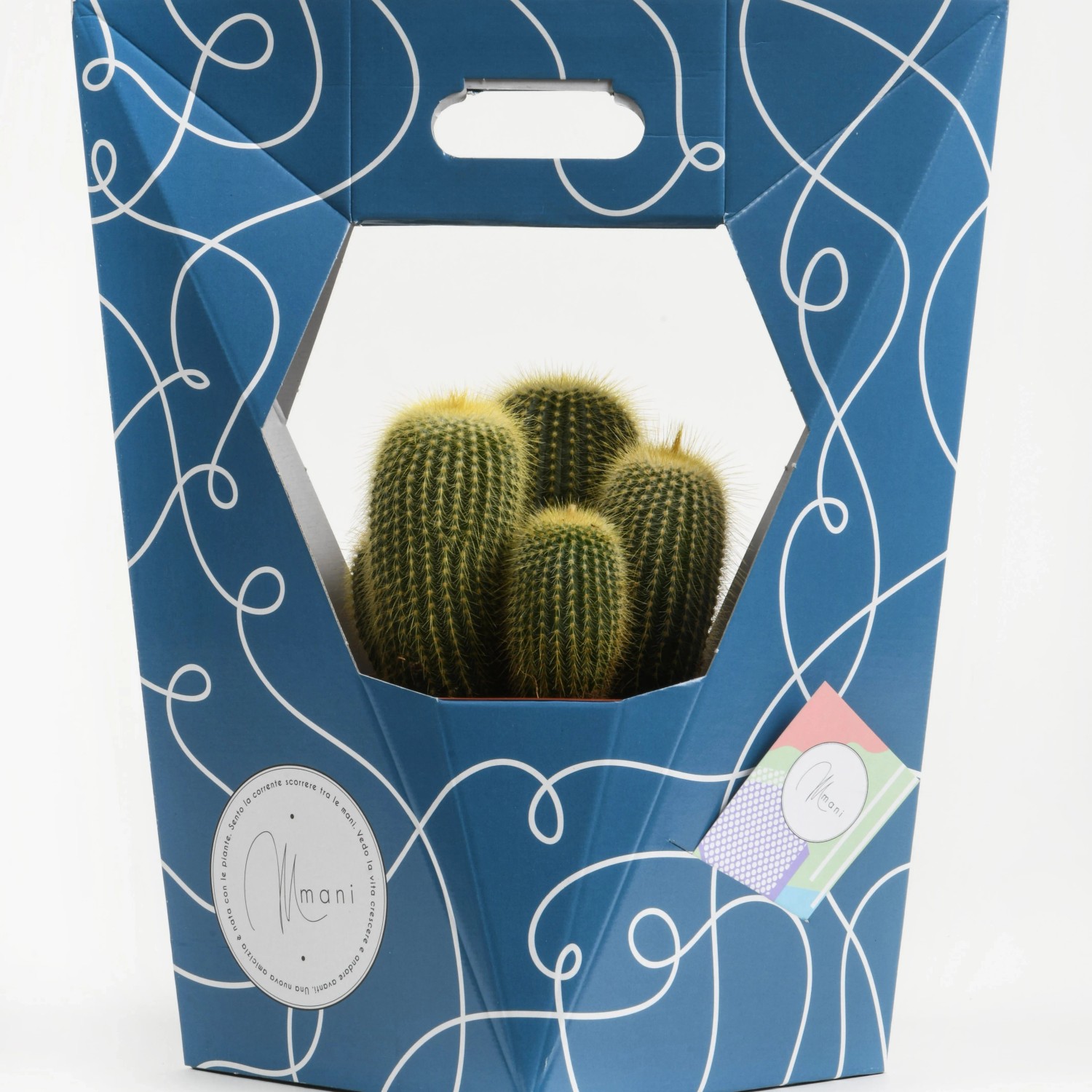 Cactus in vaso decorativo blu con linee bianche. Pianta d'appartamento.