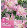 Bulbo di giglio rosa 'Broken Heart', ideale per aiuole e vasi.