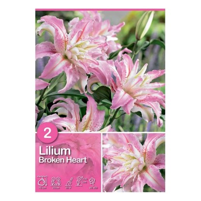 Lilium "Broken Heart"