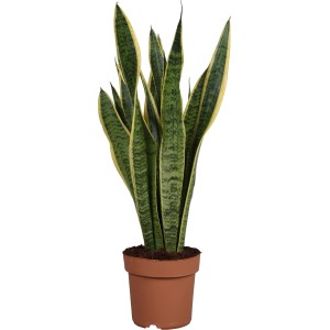 Sansevieria Laurentii in vaso, una succulenta verde di GROW by OBI.