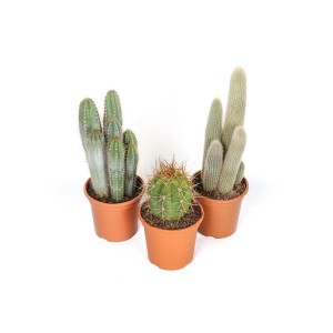 Tre diversi cactus in vasi marroni, tra cui un cactus a forma di globo.