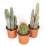 Tre diversi cactus in vasi marroni, tra cui un cactus a forma di globo.