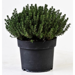 Timo in vaso, pianta aromatica per cucina e giardino.