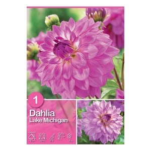 Dalia Lake Michigan viola, una fioritura estiva per aiuole e bordure.