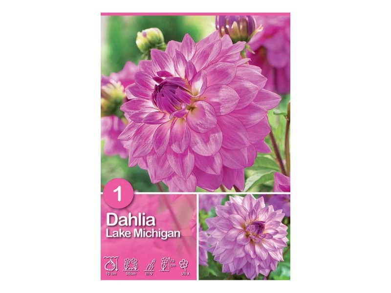 Dalia semi porpora H 90 cm acquista da OBI
