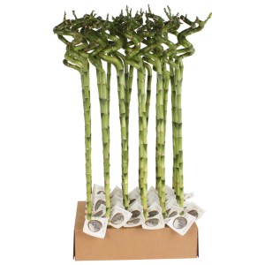 Lucky Bamboo Spirale In Tube Vaso 1 cm