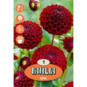 Bulbi da fiore Dahlia Natal