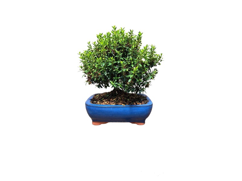 Mirto bonsai vaso 21 cm OBI