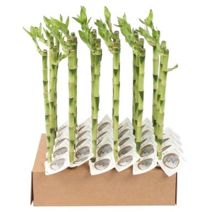 Diversi steli di Lucky Bamboo verdi (t.b.t.) in una scatola di cartone. Pianta d'appartamento decorativa.