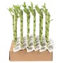 Diversi steli di Lucky Bamboo verdi (t.b.t.) in una scatola di cartone. Pianta d'appartamento decorativa.