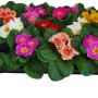 Primula dai colori misti in vaso, vari colori, fiori primaverili.