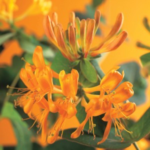Caprifoglio (Lonicera tellmanniana) arancio-giallo in fiore in vaso.