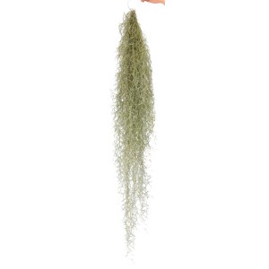 Dettaglio di Tillandsia usneoides (t.b.t.) appesa.