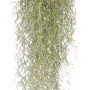 Dettaglio di Tillandsia usneoides (t.b.t.) appesa.