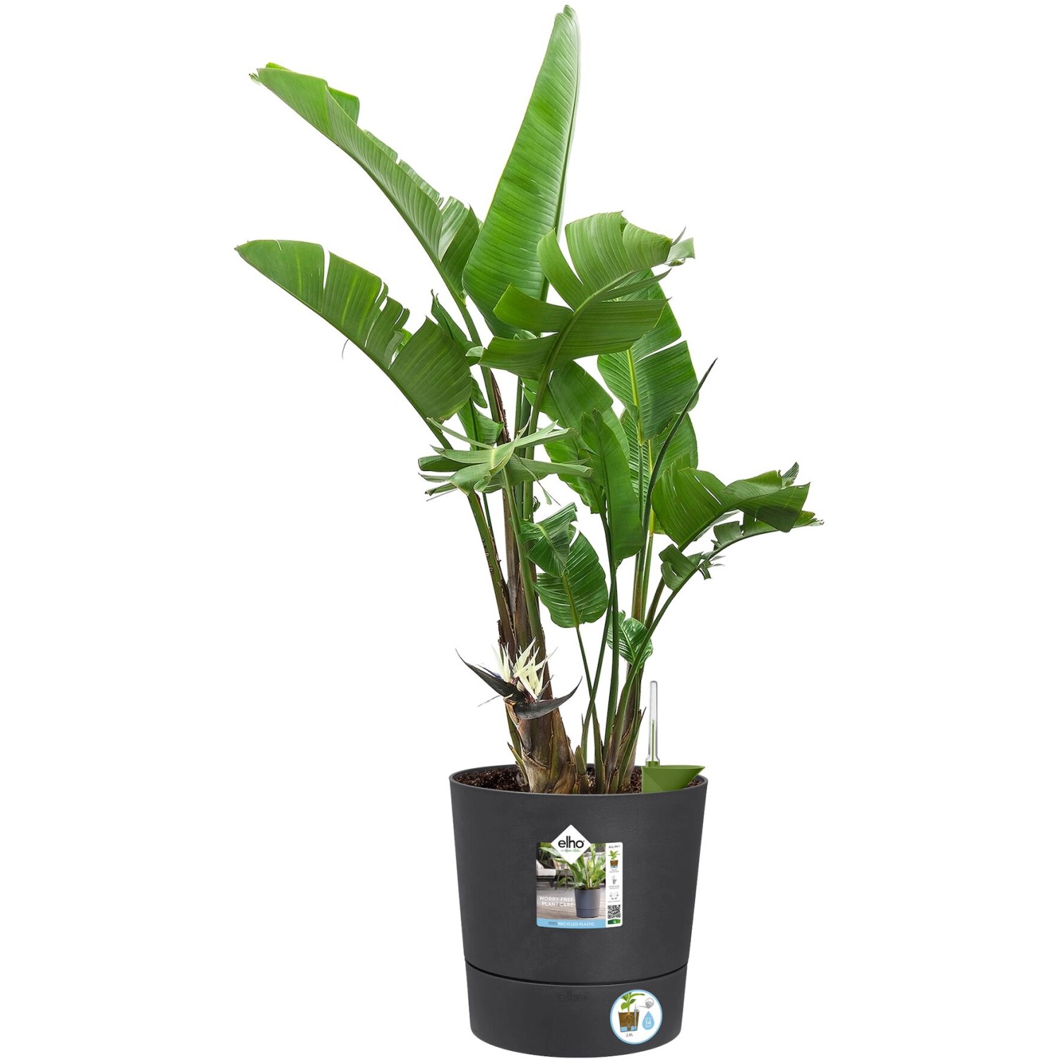 Vaso per piante rotondo Elho Greensense, 30 cm, grigio antracite con pianta.