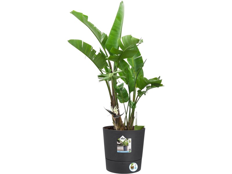 Vaso per piante rotondo Elho Greensense Ø 30 cm grigio carbone