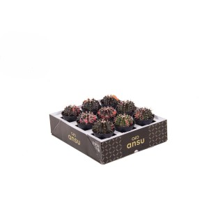 Cactus t.b.t. multicolore in vassoio Ansu.