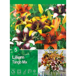 Gigli "Tango" Mix: Fiori estivi colorati per aiuole e vasi.