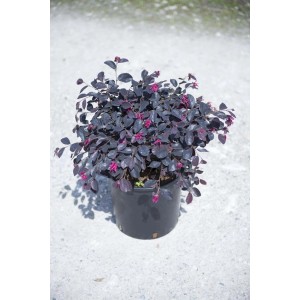 Arbusto t.b.t. con fogliame scuro e fiori rosa in vaso.