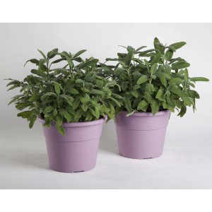 Due vasi viola con piante verdi, Categoria: Vasi per piante.