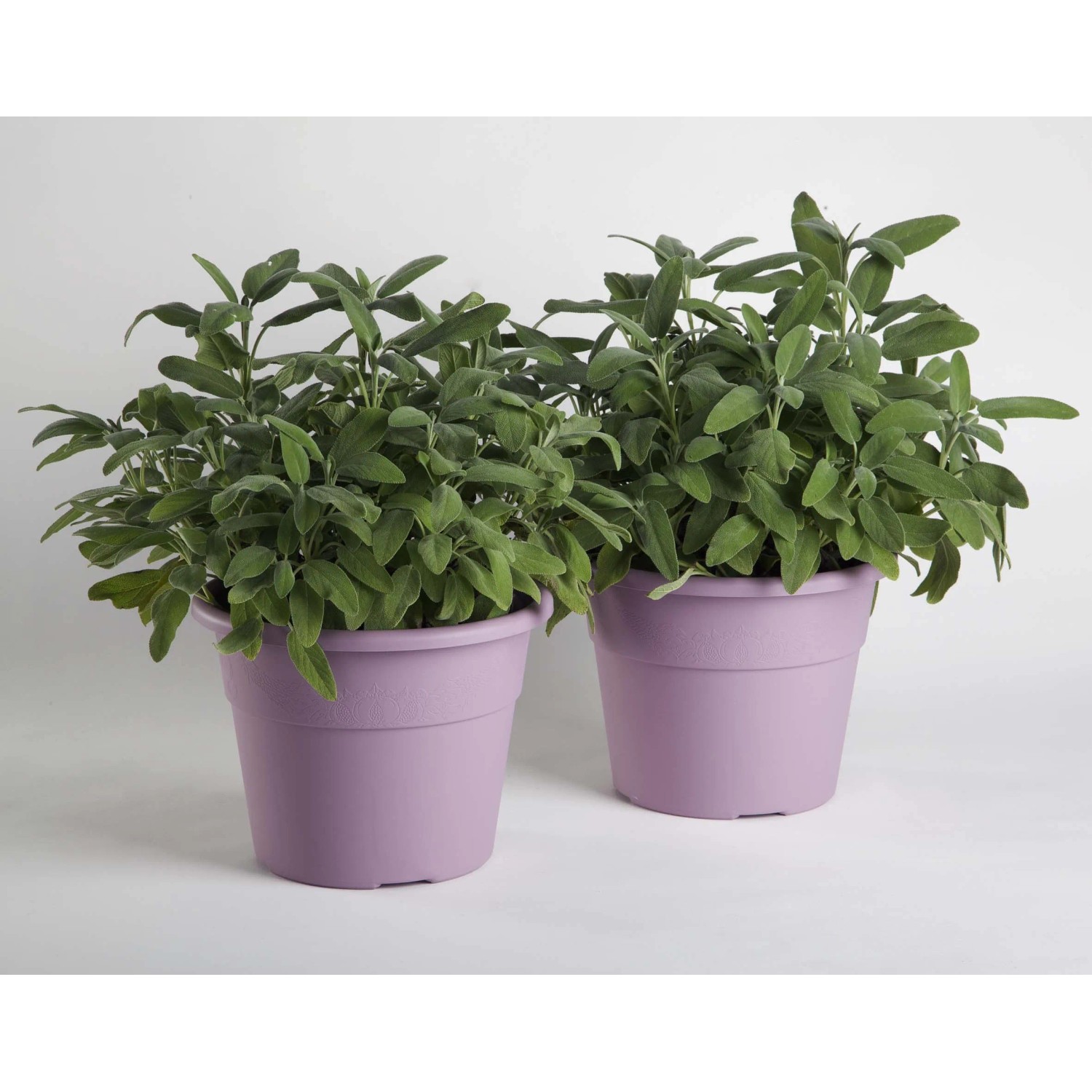 Azulim Limpa Cerâmica Lavanda 5L | e.dona