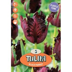 Tulipano scuro 'Black Parrot', uno speciale bulbo da fiore per il giardino.