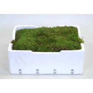 Composizione di muschio verde in contenitore bianco per interni.