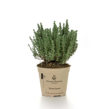 Timo Faustini in vaso di carta 100% degradabile Ø 12 cm