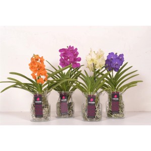 Orchidee t.b.t. di vari colori in vasi di vetro.