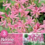 Amarillide da giardino Nerine bowdenii rosa, ideale per aiuole e vasi.