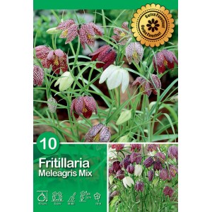 Fritillaria Meleagris Mix, bulbosa a scacchi, multicolore, resistente al freddo, ideale per vasi.