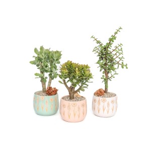 Tre diverse piante grasse t.b.t. in vasi decorativi.