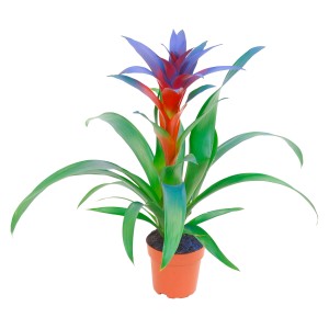 Guzmania con foglie tinte di blu in vaso, una bromeliacea esotica per la tua casa.