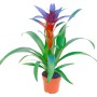 Guzmania con foglie tinte di blu in vaso, una bromeliacea esotica per la tua casa.