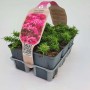 Phlox in vassoio con fiori rosa sull'etichetta.