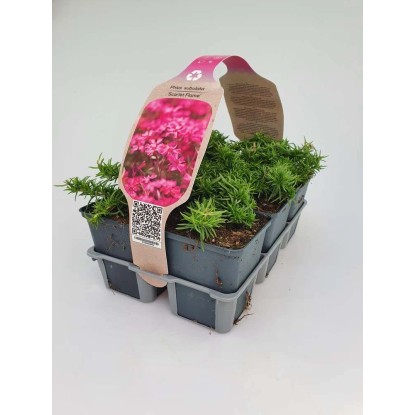 Phlox Scarlet Flame vaso 9 cm