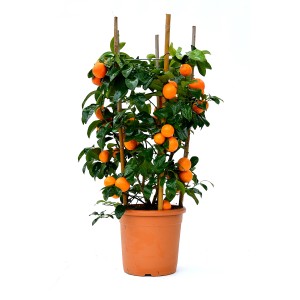 Albero di mandarino in vaso con tutore, frutti arancioni e foglie verdi.