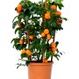 Albero di mandarino in vaso con tutore, frutti arancioni e foglie verdi.
