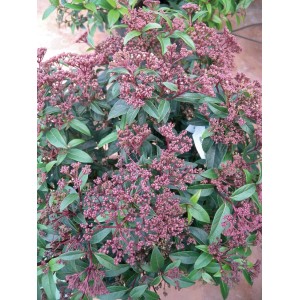 Viburno t.b.t. con foglie verdi e boccioli rosa.