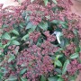 Viburno t.b.t. con foglie verdi e boccioli rosa.