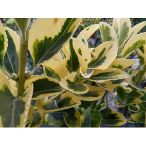 Primo piano di un Evonomo con foglie giallo-verdi.