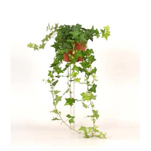 Edera (t.b.t.) in vaso con foglie verdi e tralci pendenti.